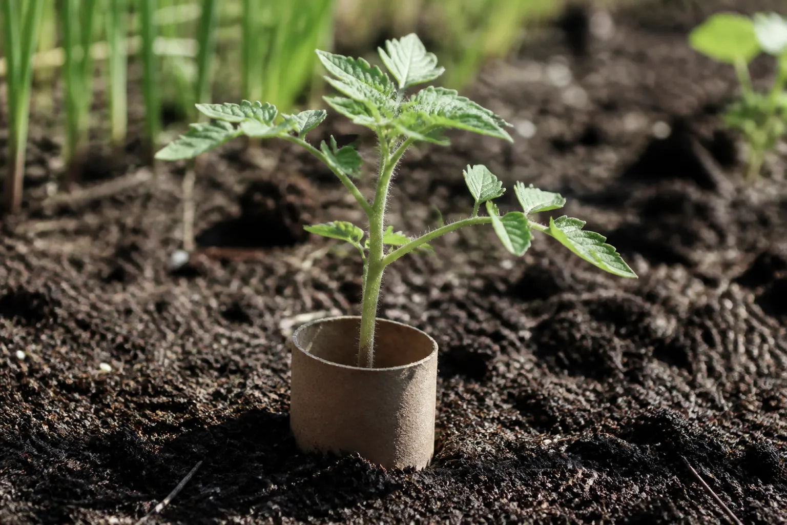 Young tomato seedling protected by a cardboard cutworm collar in garden soil