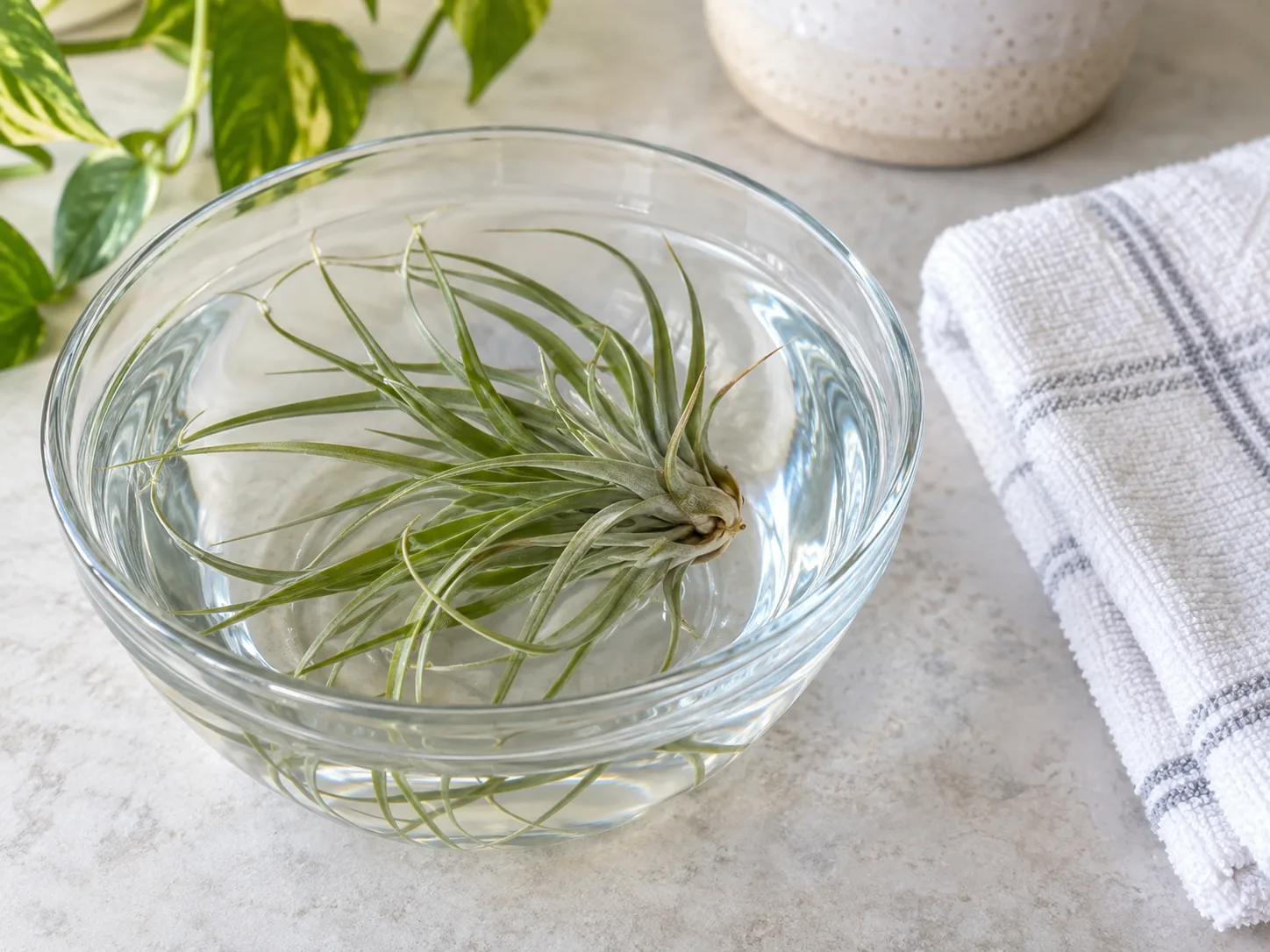 Tillandsia being soaked and drained before returning to its display