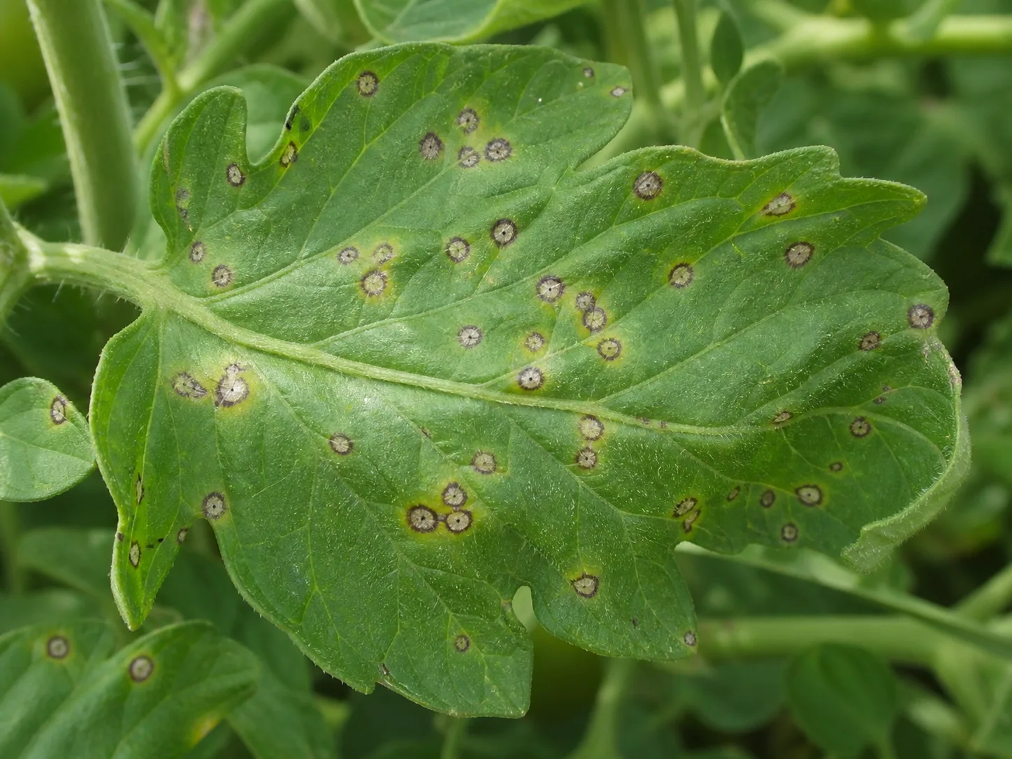 Septoria-like lesions on a tomato leaf show why spot shape and host both matter.