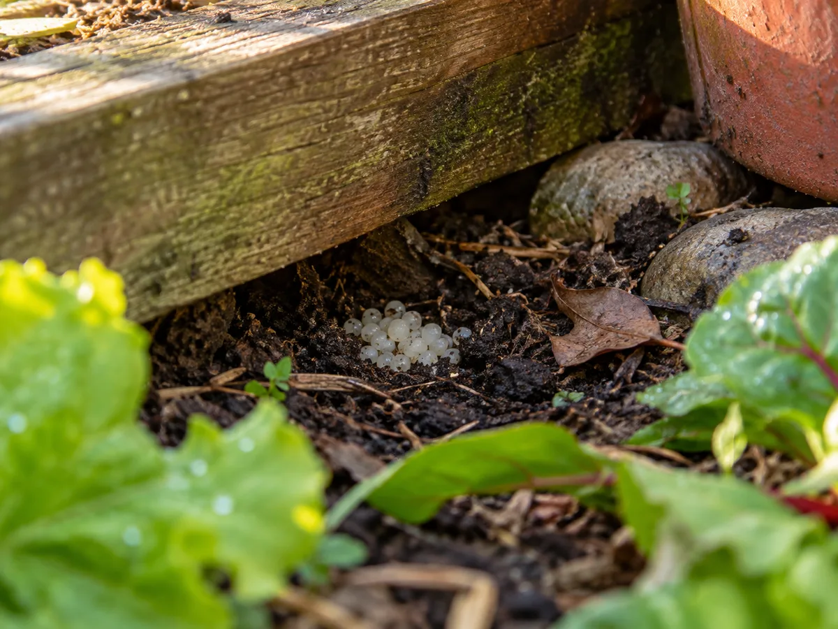 Slug egg clutch in a shaded pocket of damp soil beneath garden boards and a pot
