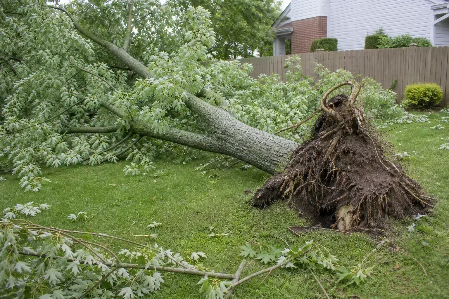 A tree with its root plate lifted after falling illustrates why a fresh lean and disturbed soil need prompt professional attention.