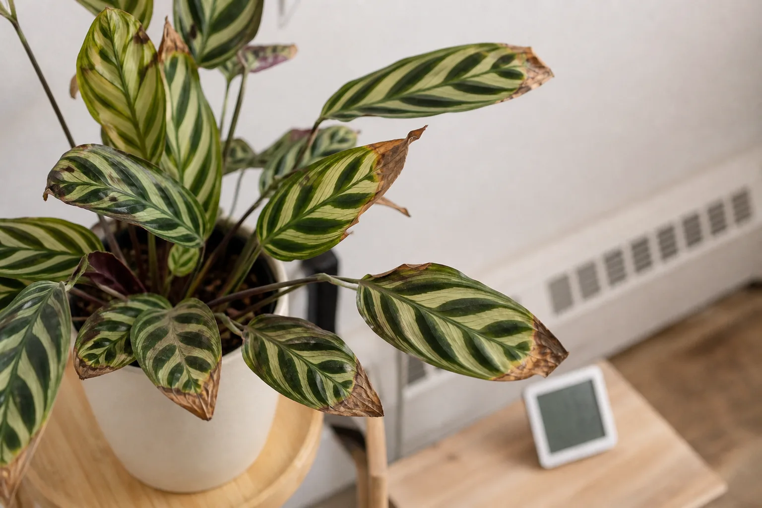 Crisp brown tips on a thin-leaved houseplant from low indoor humidity