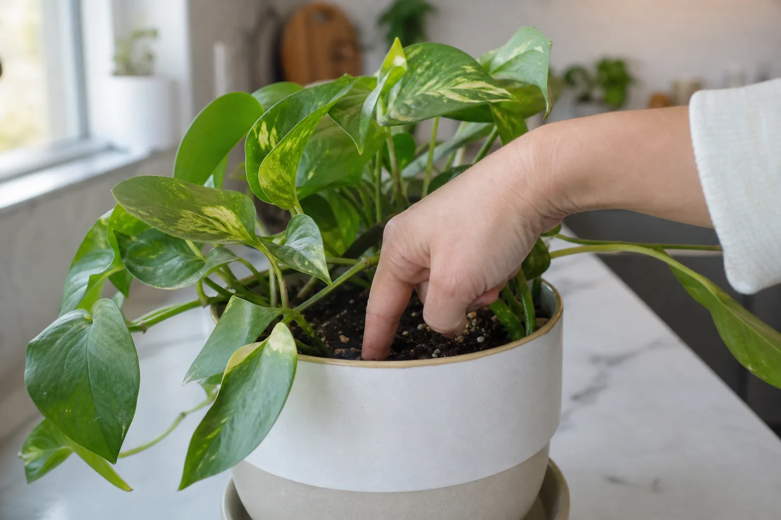A close inspection of potting mix before watering a houseplant