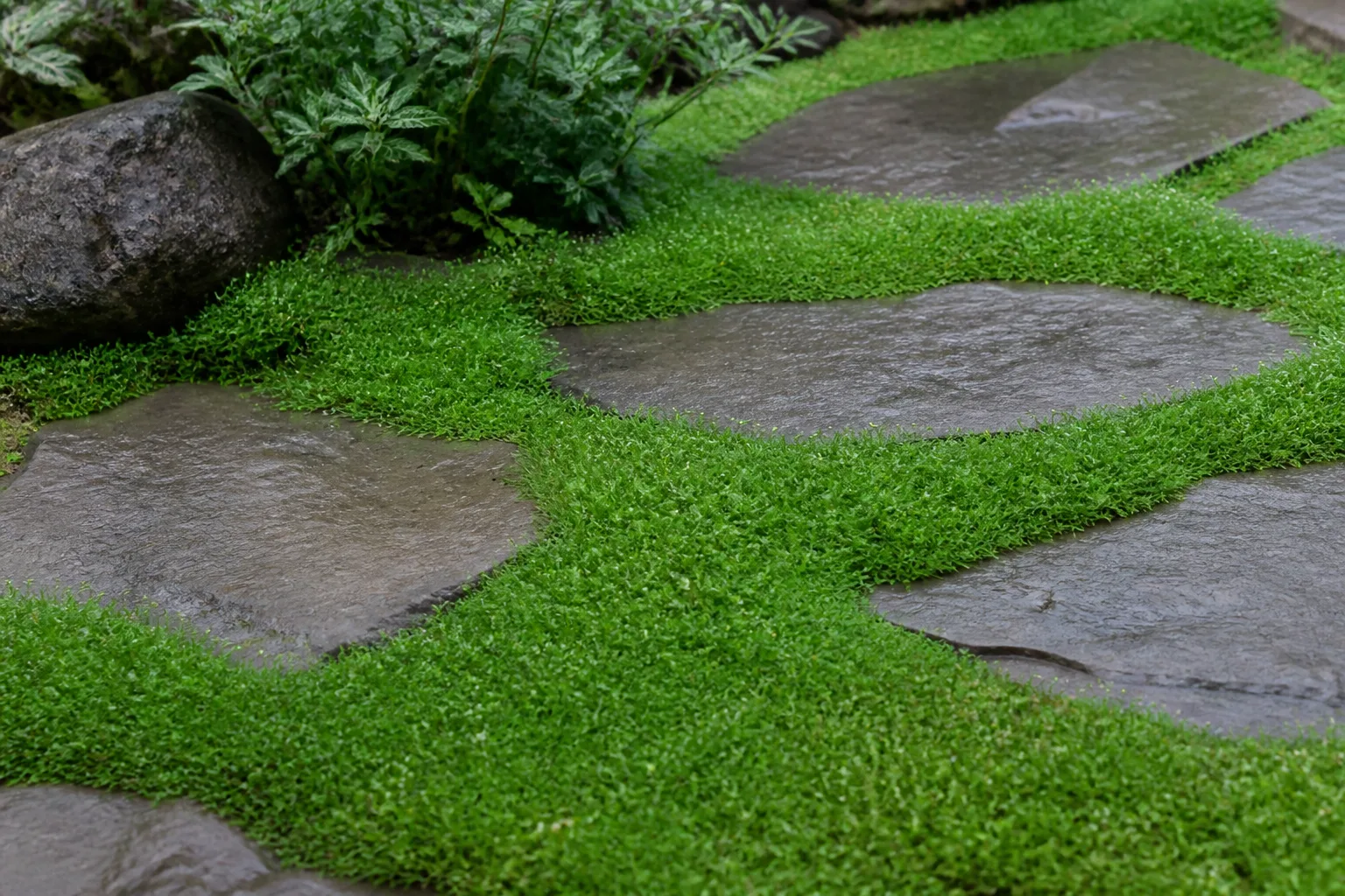Low moss ground cover between stepping stones in a shaded yard where traditional turf struggles