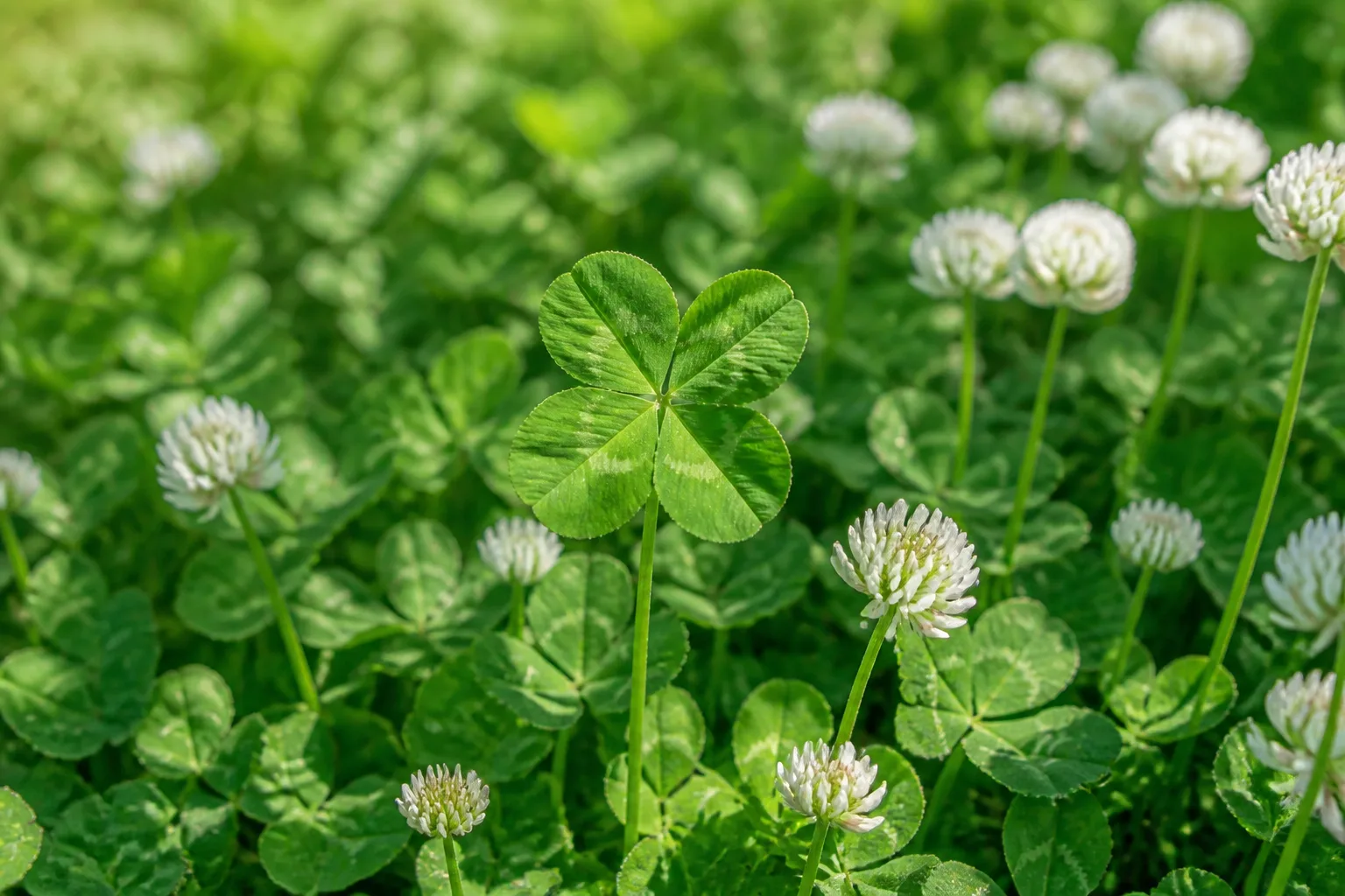 White clover leaves and flower heads filling a green lawn