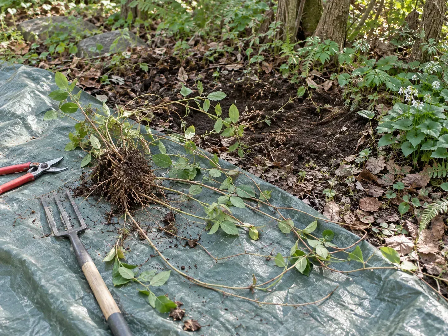 A small Japanese honeysuckle crown and runners lifted onto a tarp beside garden tools