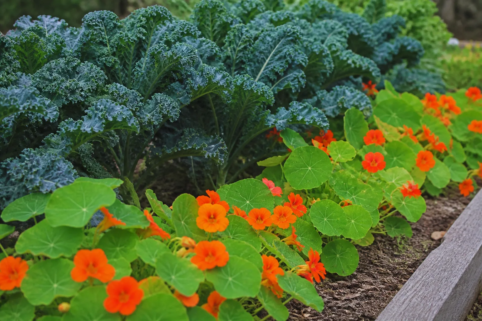 Nasturtiums grown as a sacrificial trap crop beside leafy vegetables in a garden bed