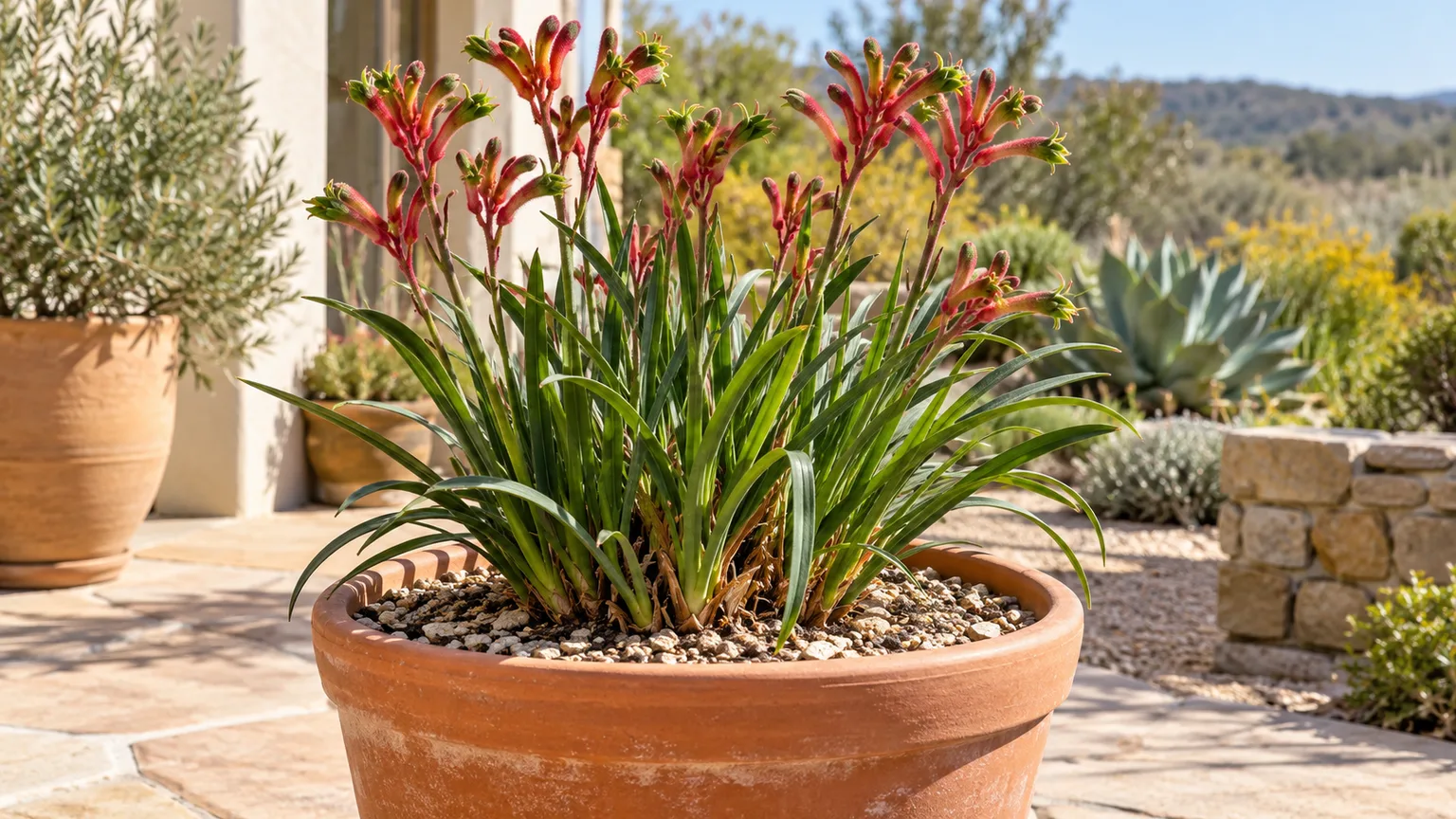 Compact kangaroo paw growing in a sunny, free-draining patio container