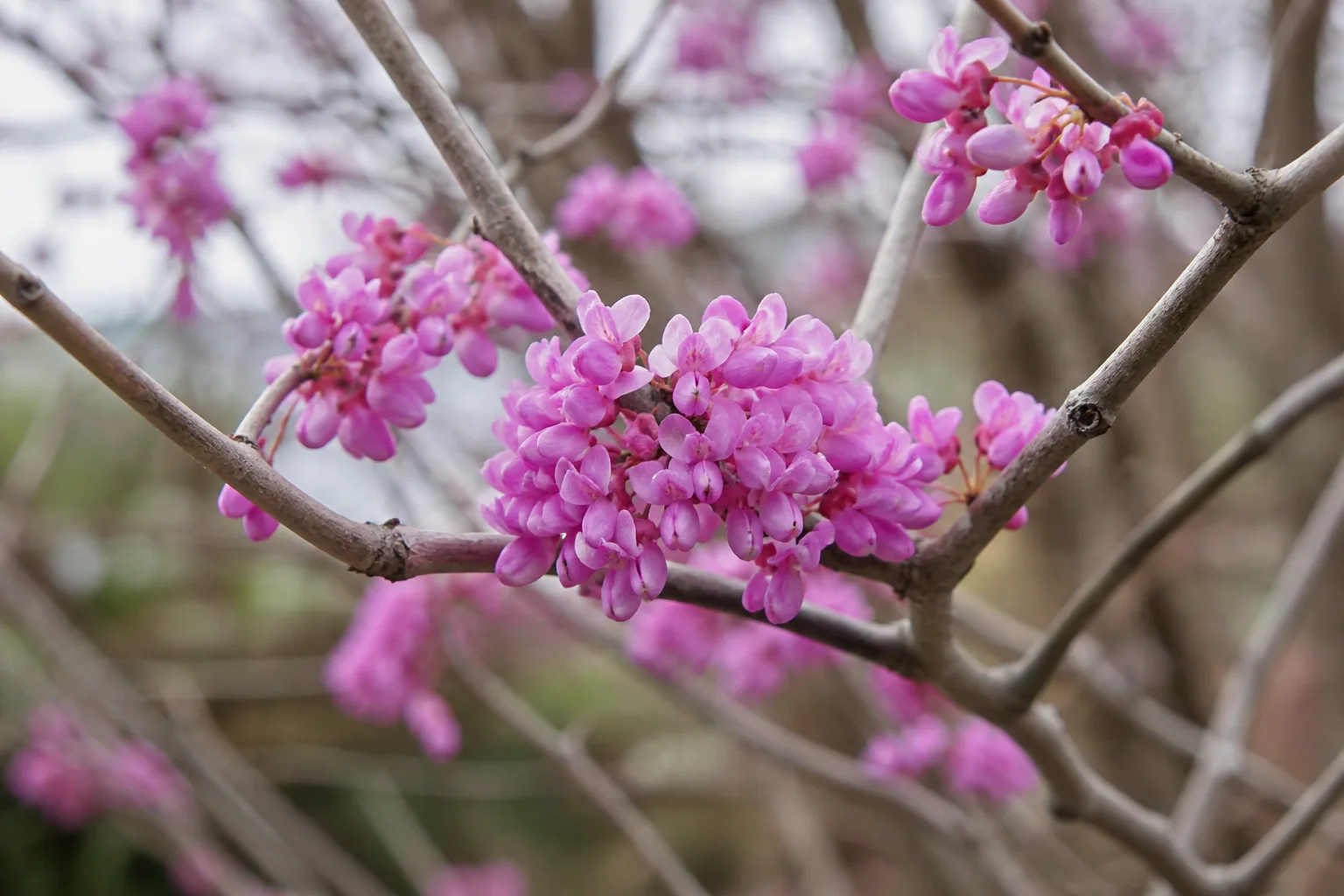 Close-up of rose-pink eastern redbud pea-shaped flowers on bare spring branches