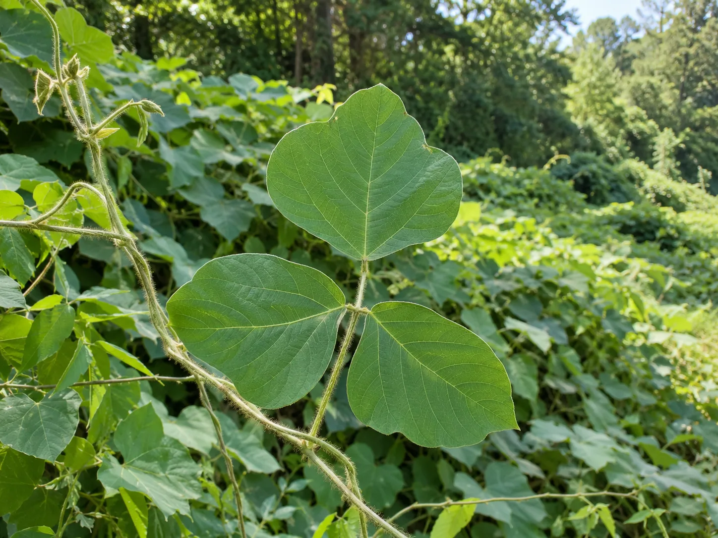 Kudzu leaves showing three broad leaflets and fine hairs along the young vine