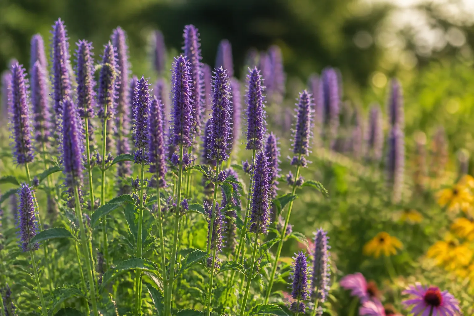 Anise hyssop spikes with lavender flowers attracting pollinators in a sun border