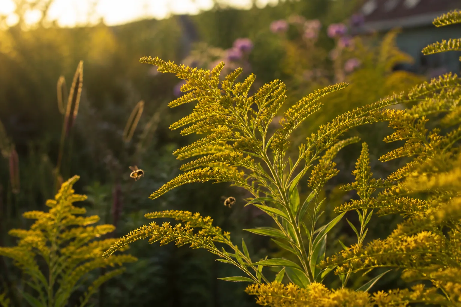 Goldenrod blooming in warm late-season light with pollinators nearby
