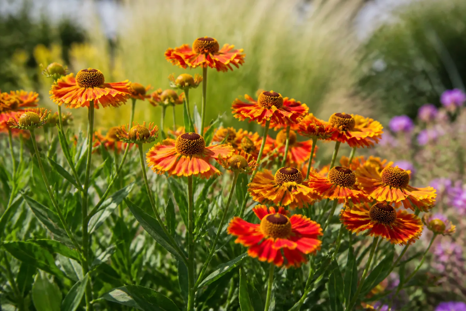 Helenium flowers adding fiery color to a fall border