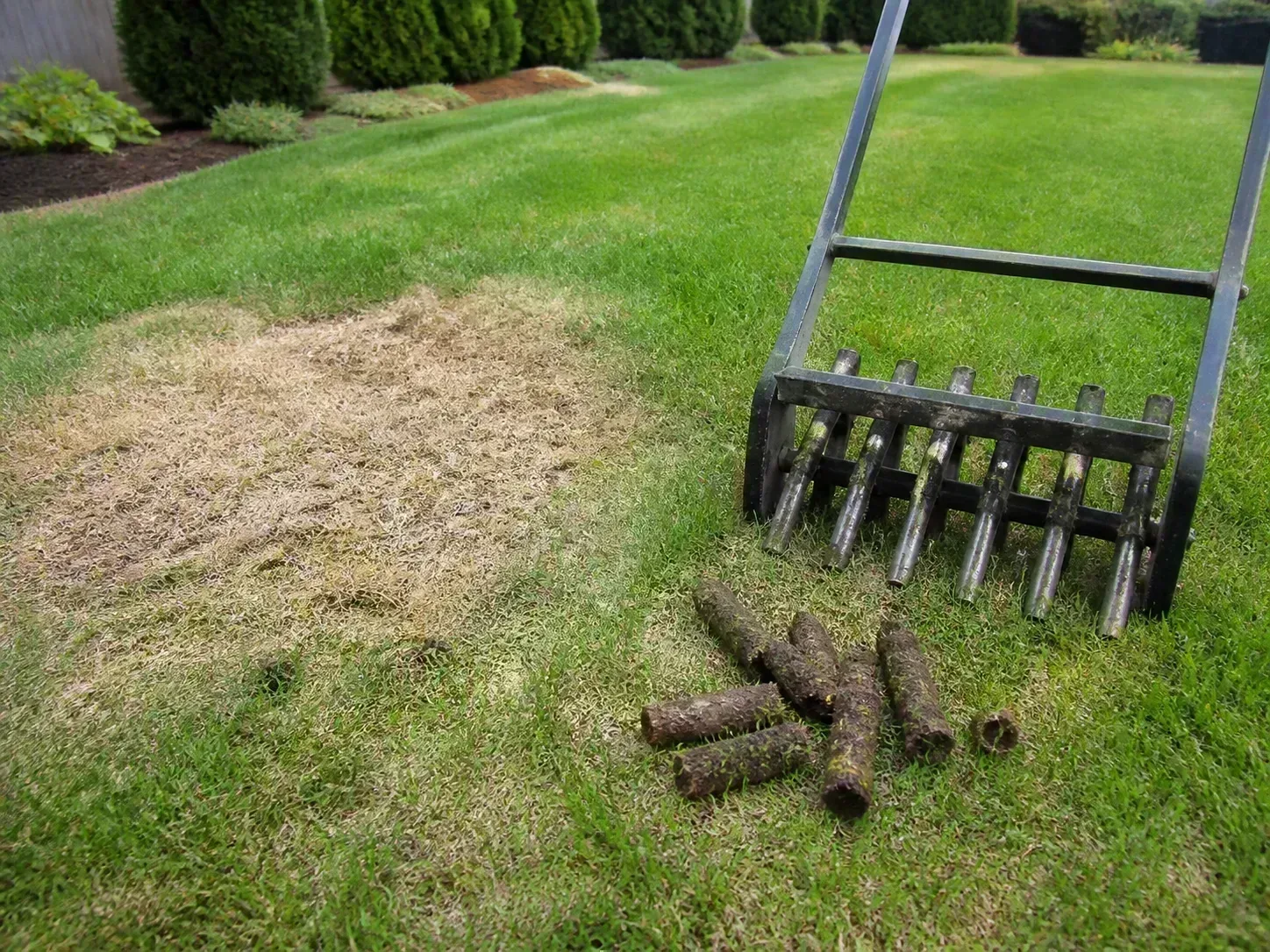 Core aerator pulling plugs from a residential lawn in early fall