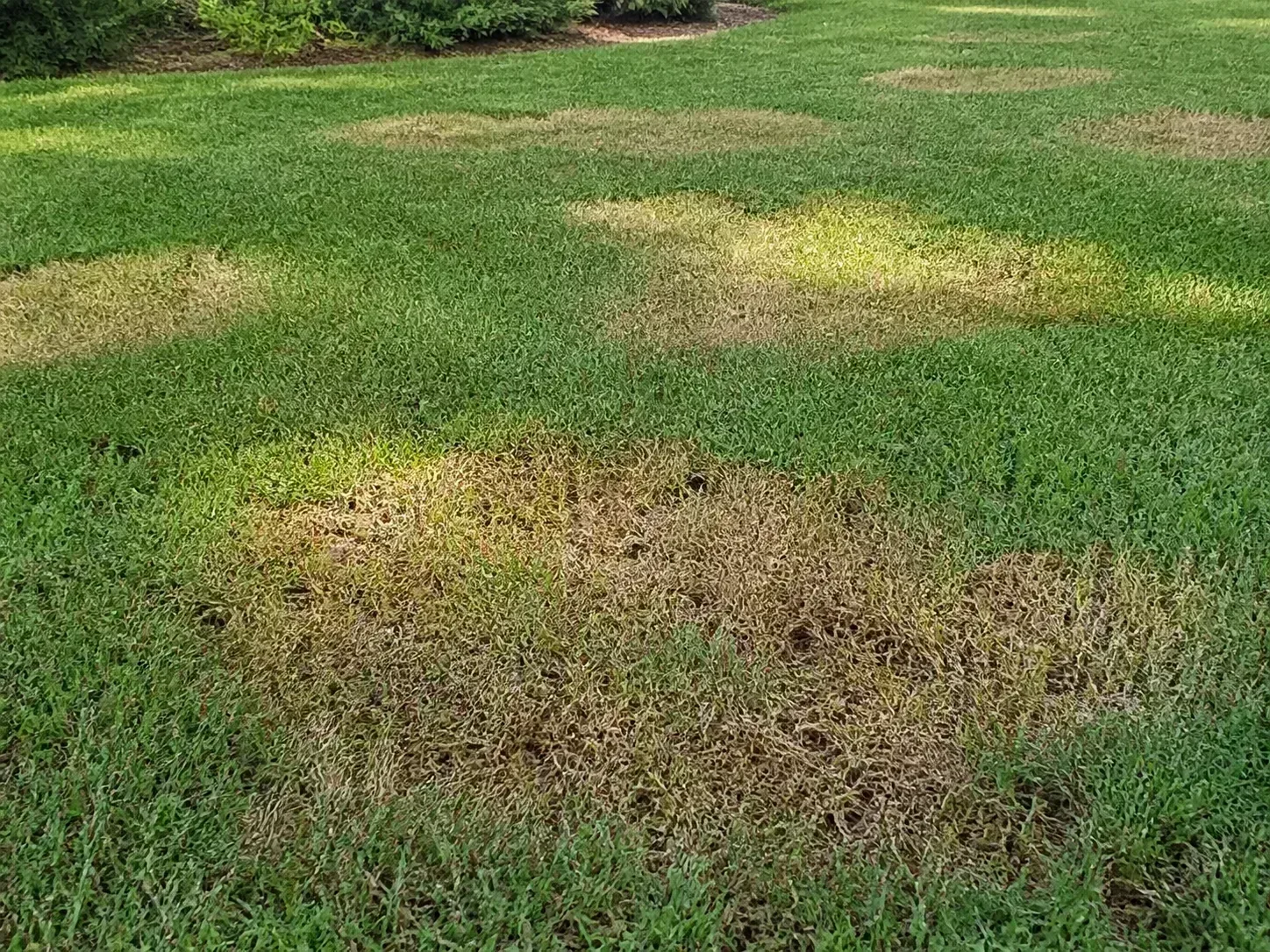 Circular tan-brown patches spreading through otherwise green lawn turf