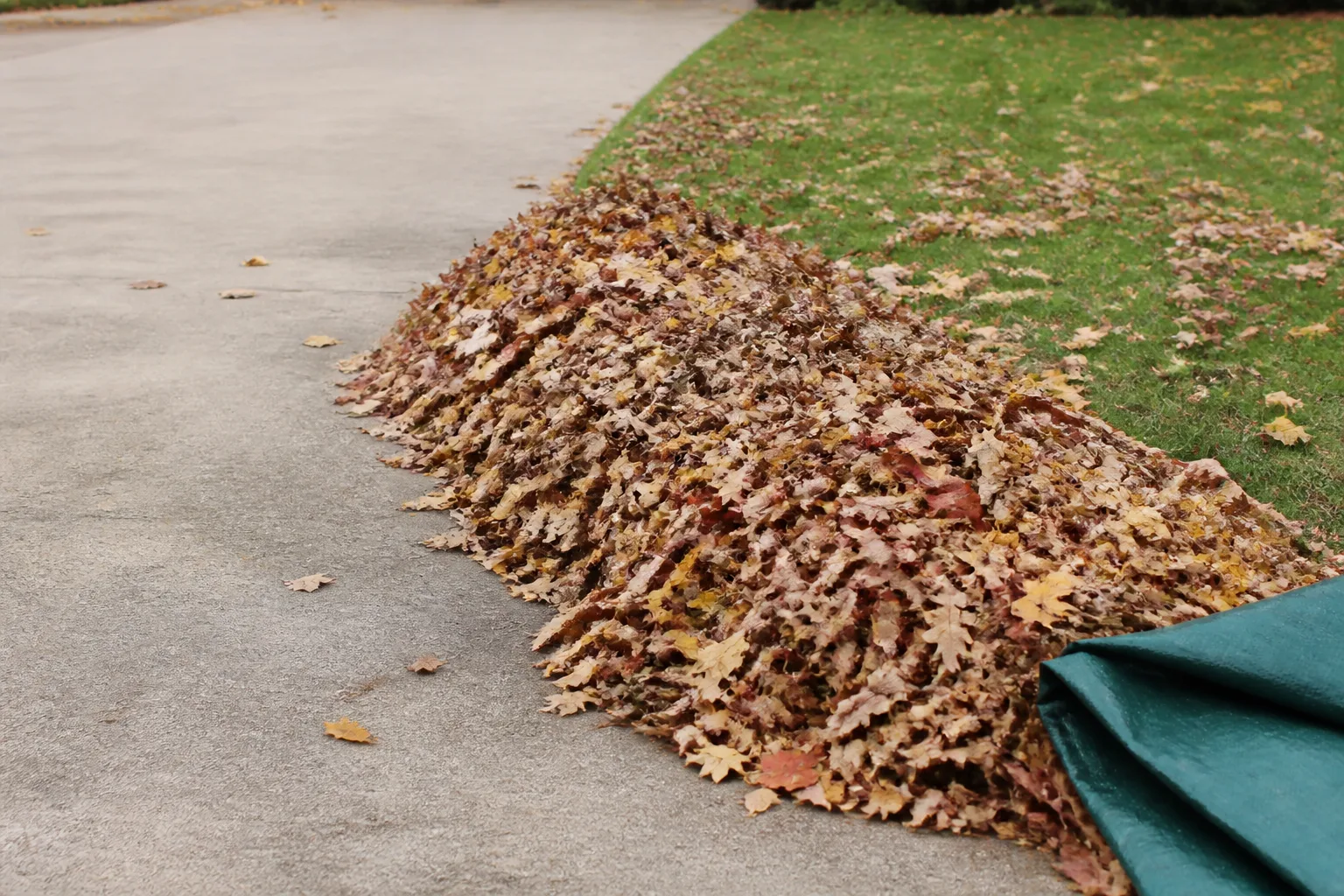Neat pile of raked autumn leaves at the edge of a concrete driveway beside the lawn