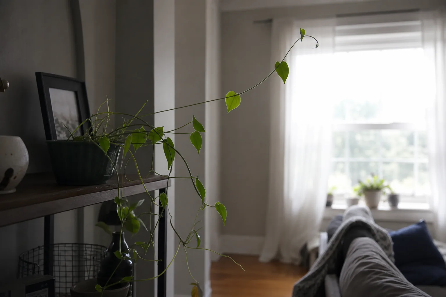 Why Plants Get Leggy for why plants get leggy