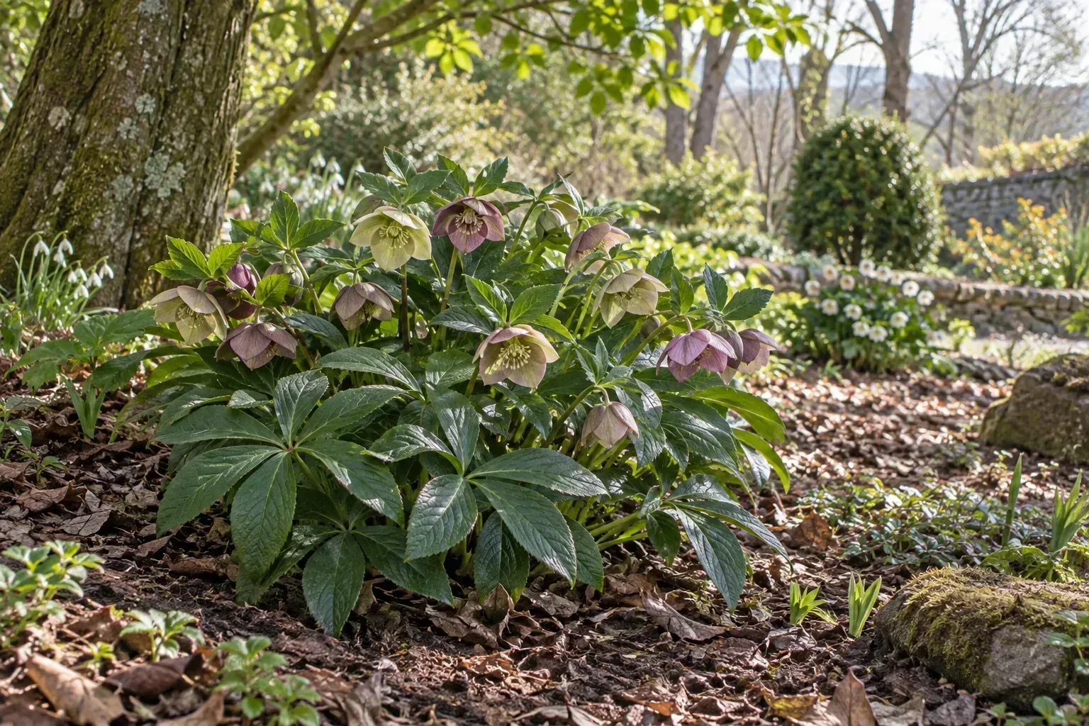 Hellebores blooming in a shaded woodland garden in late winter