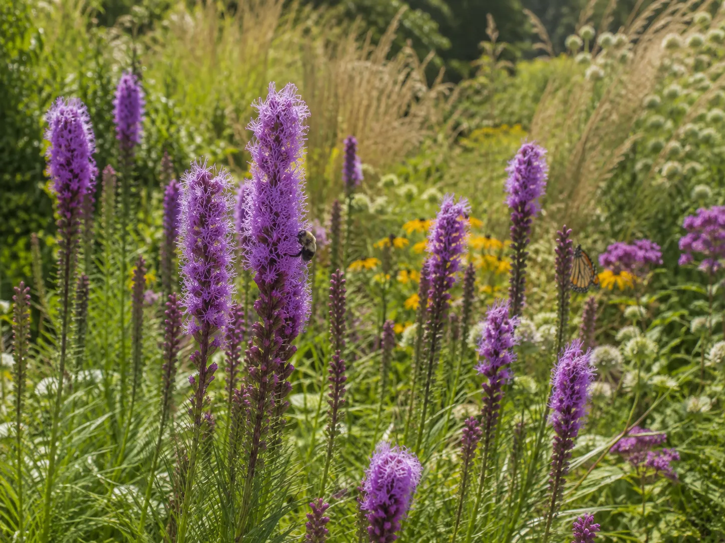 Liatris blooming with a bumble bee and butterfly in a native perennial border