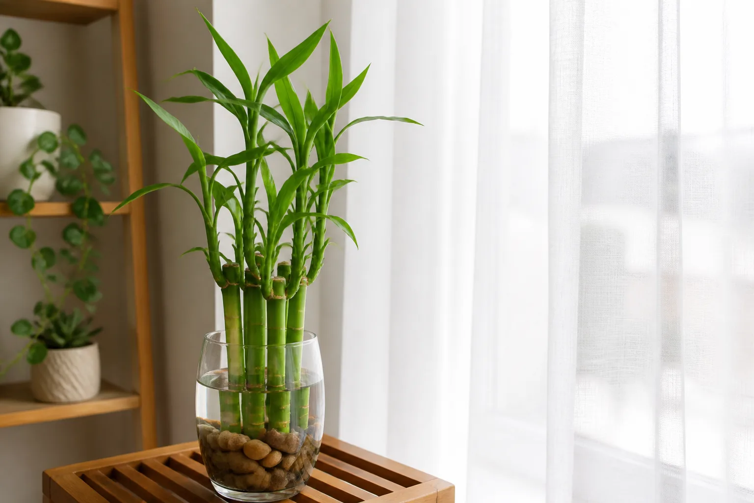 Lucky bamboo growing in water and pebbles in a bright indoor corner