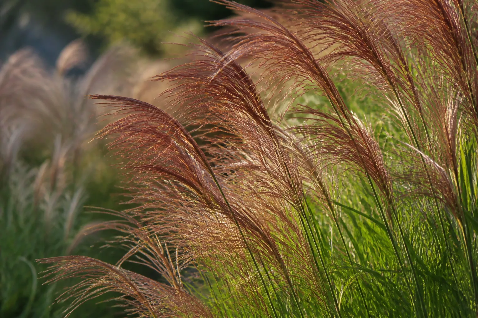 Ornamental grass plumes add movement and seasonal texture to a layered planting screen