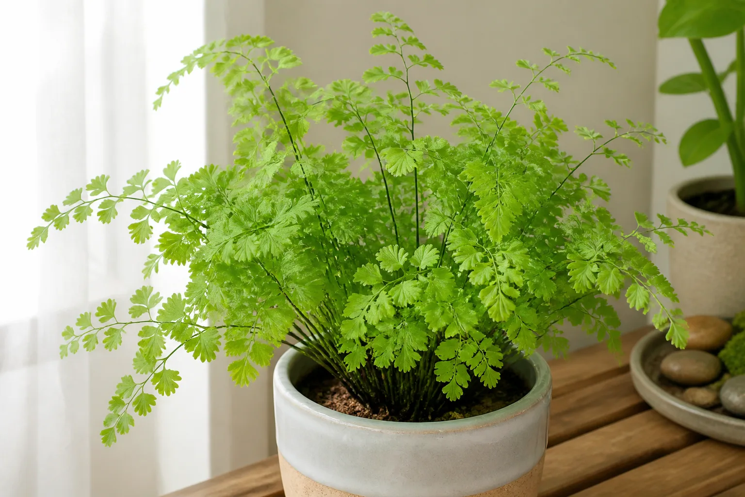 Delta maidenhair fern with fan-shaped leaflets on dark wiry stems