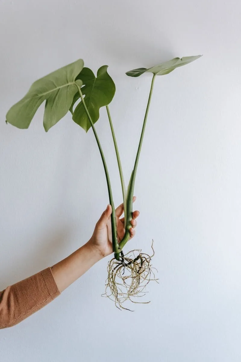 Monstera propagation cutting showing node requirement — aerial root alone cannot grow a new plant