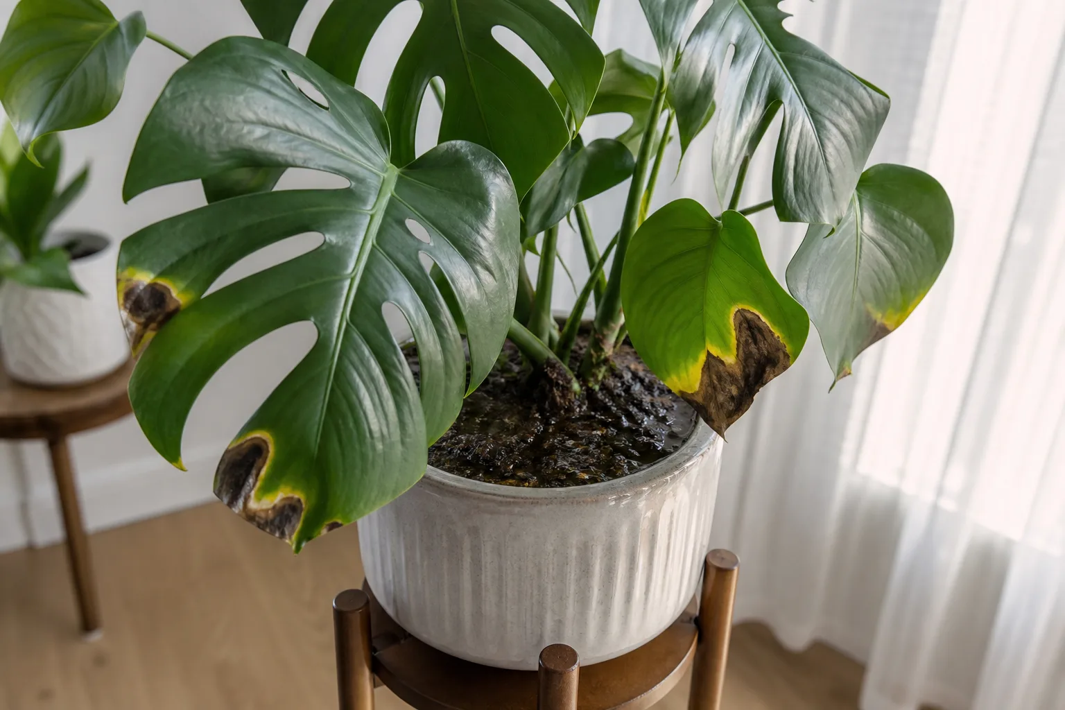 Cause 1 Overwatering And Root Stress for cause 1: overwatering and root stress
