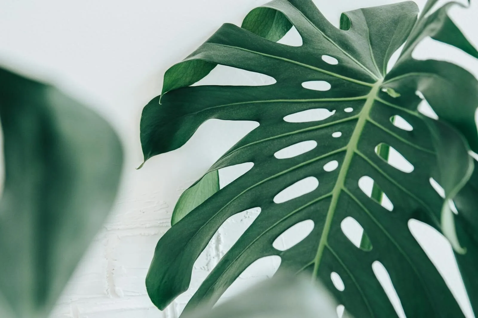 Monstera deliciosa leaf in bright filtered indoor light