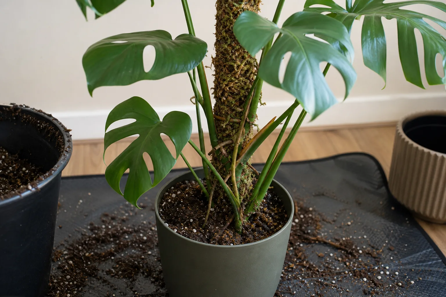 Install The Pole During Repotting for install the pole during repotting