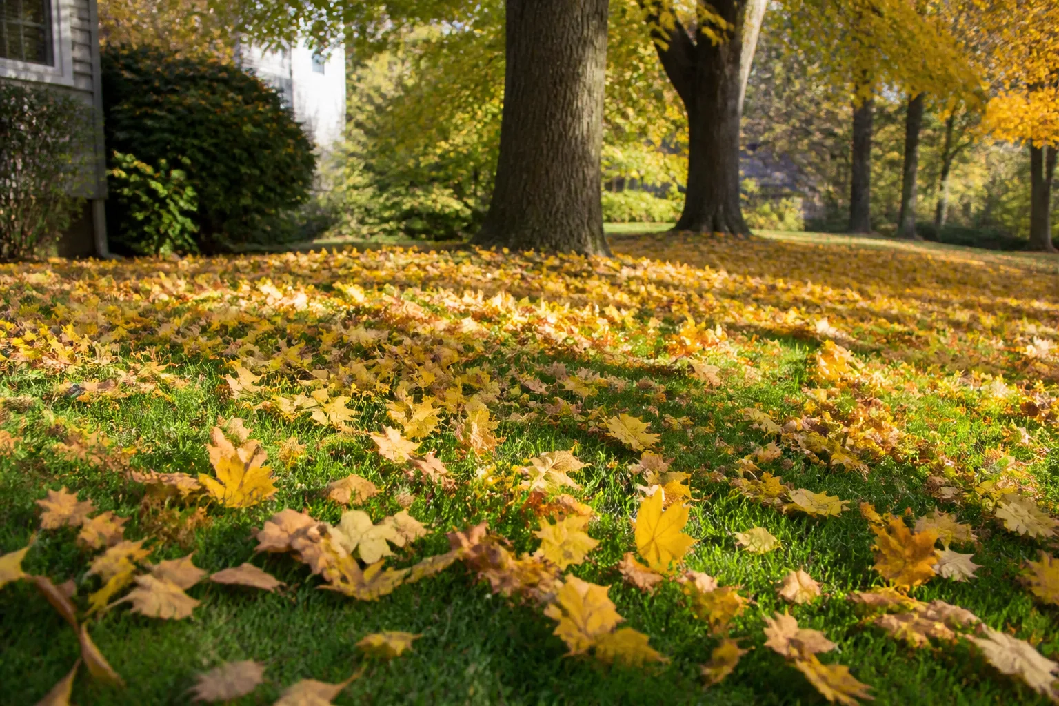 Fallen leaves collecting in a garden to become part of the soil's organic cycle