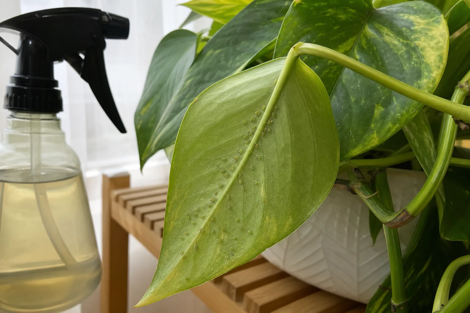 How Neem Oil Works Against Pests for how neem oil works against pests