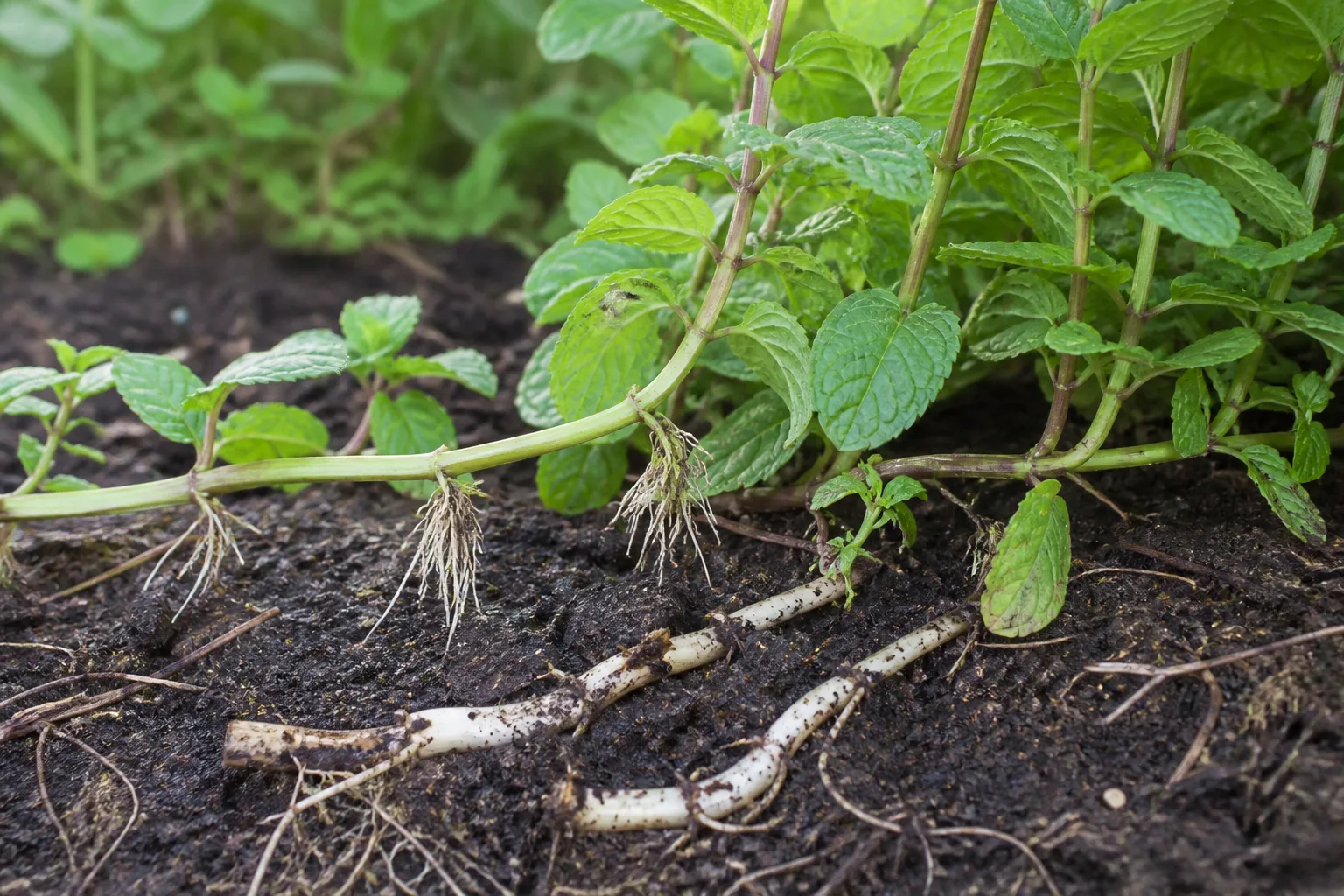 Mint rhizomes spreading through garden soil illustrating invasive growth