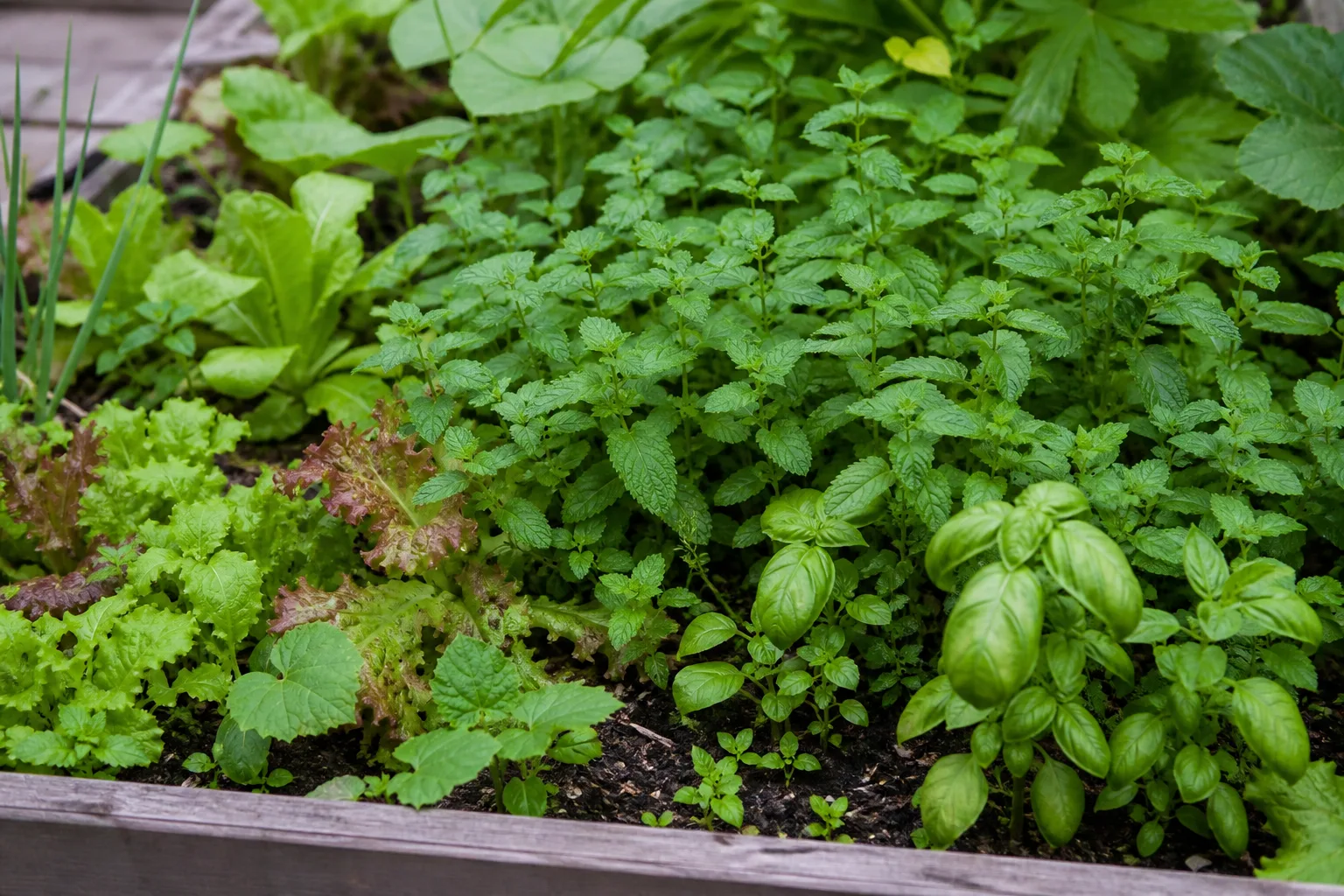 Mint spreading through a mixed raised bed, illustrating why harvesting the tops does not contain the roots and runners.