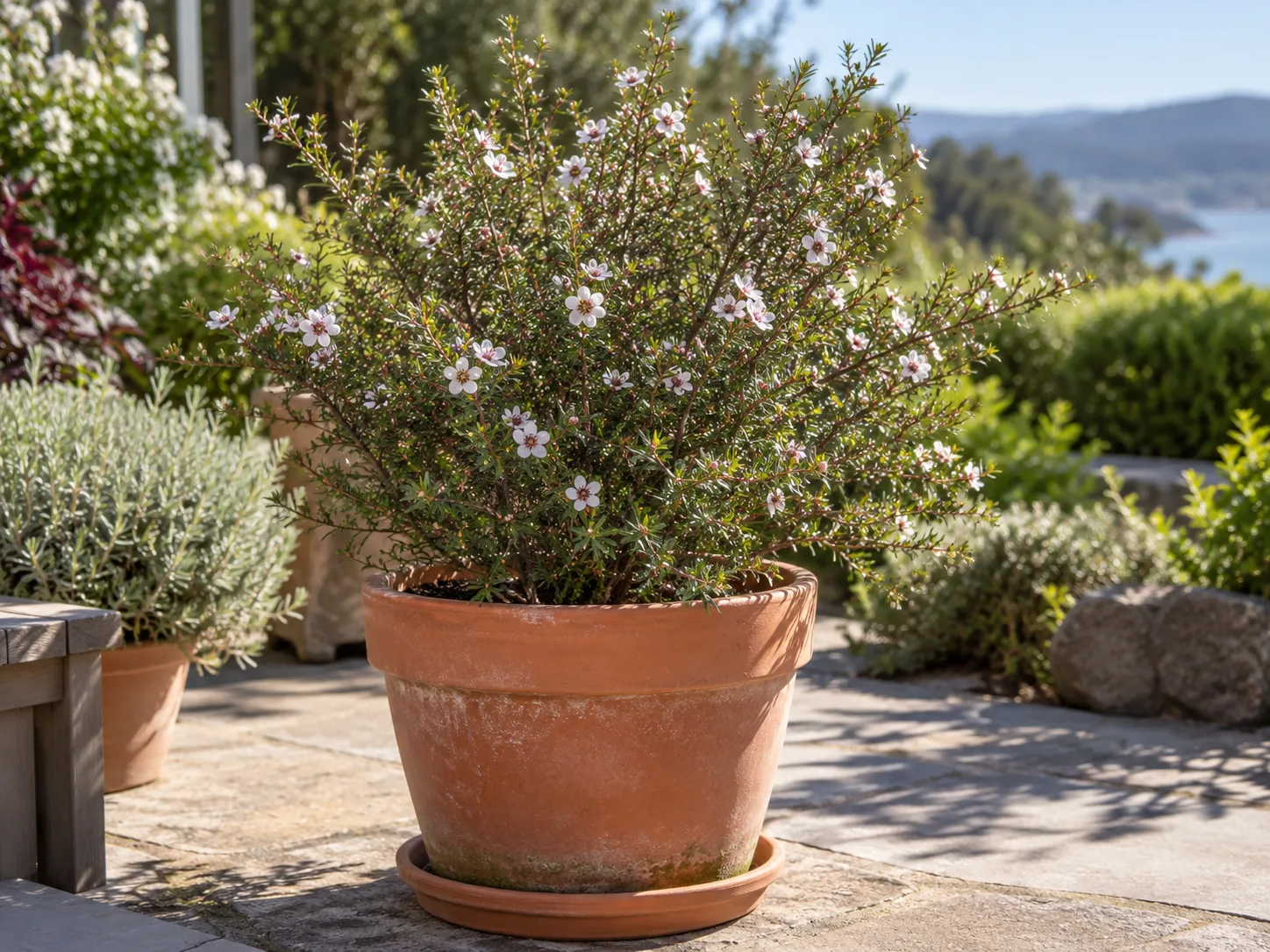 Compact New Zealand tea tree growing in a sunny patio container