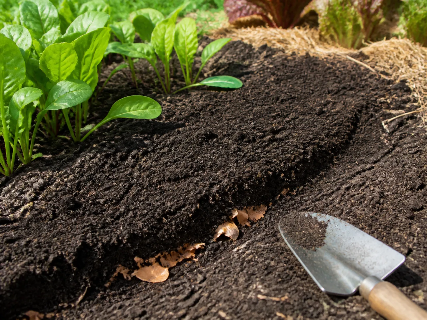 A garden trench covered with soil after adding a small amount of kitchen scraps