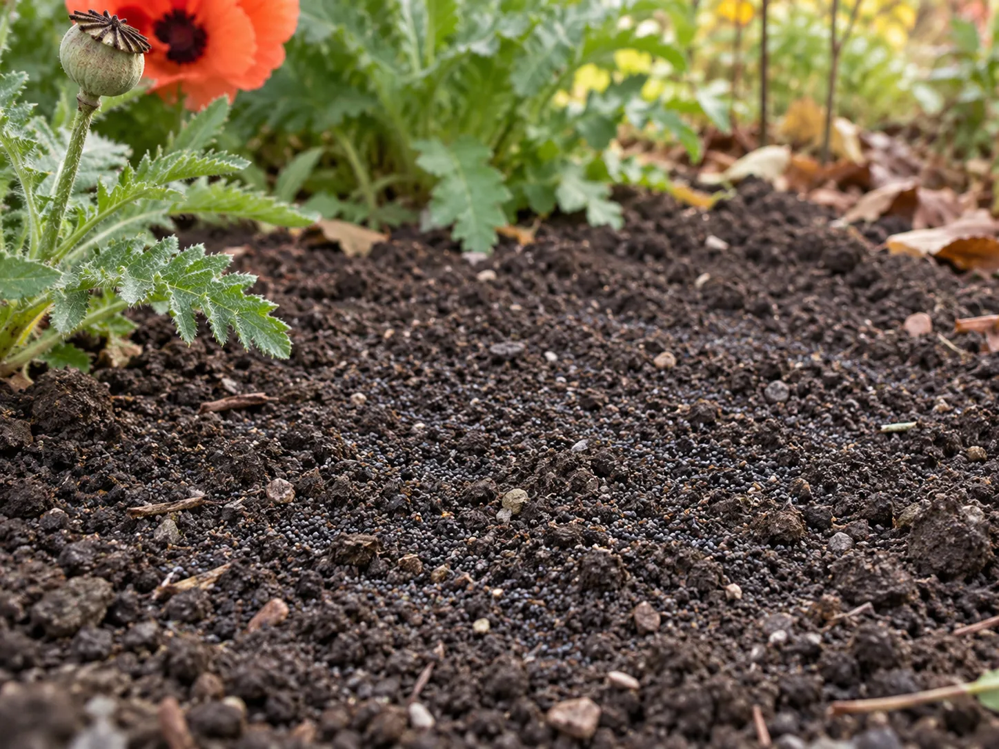 Prepared outdoor seedbed with Oriental poppy seeds surface-sown on fine soil