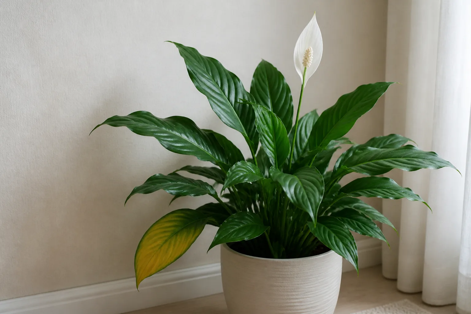 4 Natural Aging Of Older Leaves for 4. natural aging of older leaves
