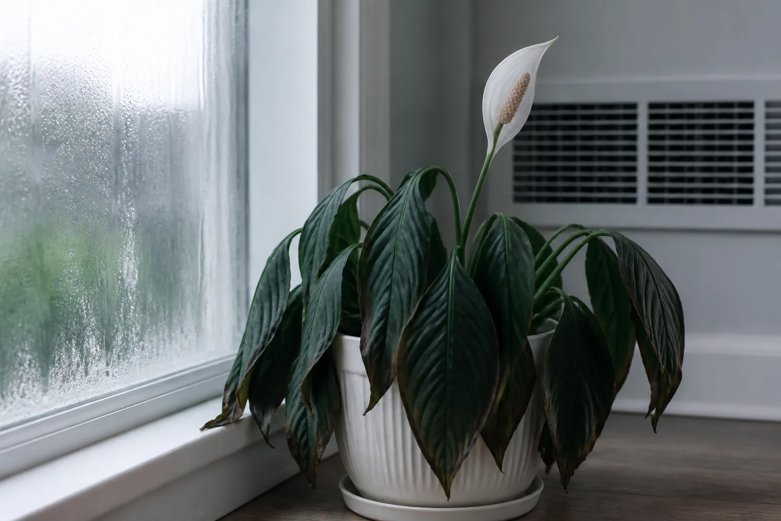 Spathiphyllum for 9. temperature shock and drafts