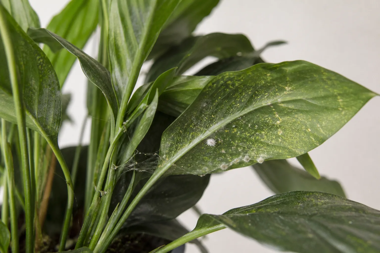 Types for 10. pests feeding on the foliage