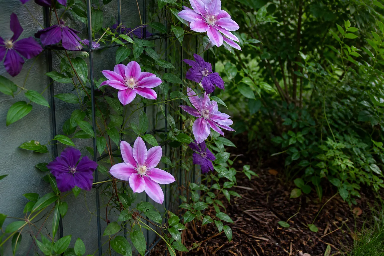 Native clematis vine with white star-shaped flowers climbing a garden trellis