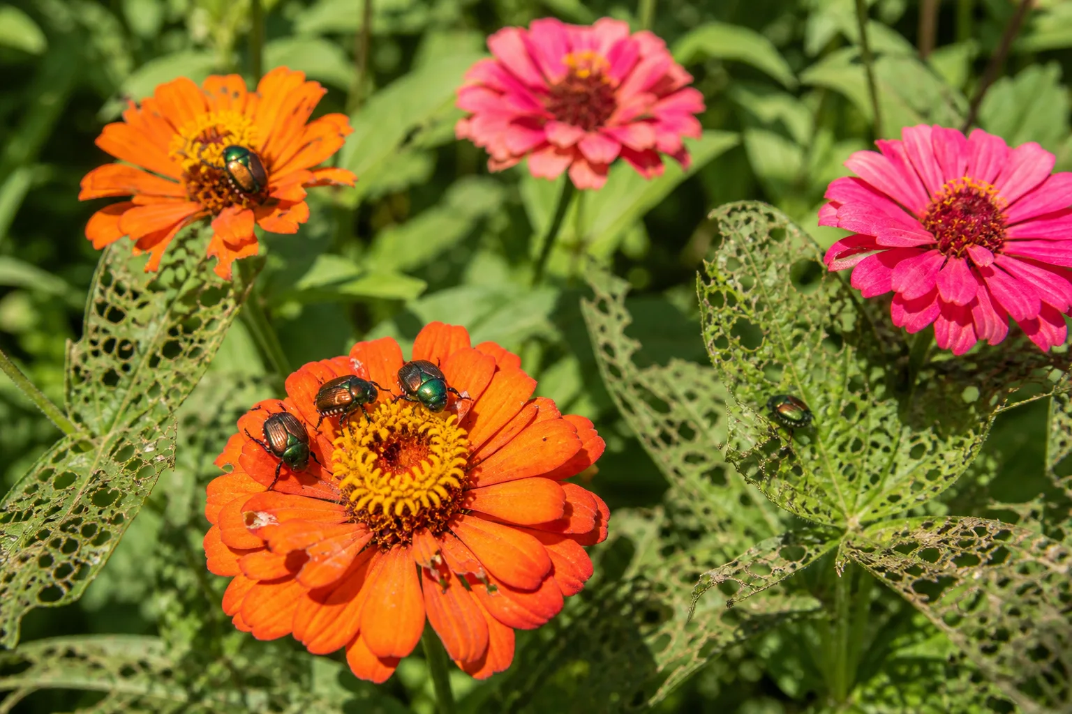 Japanese beetles feeding on zinnia flowers and leaves