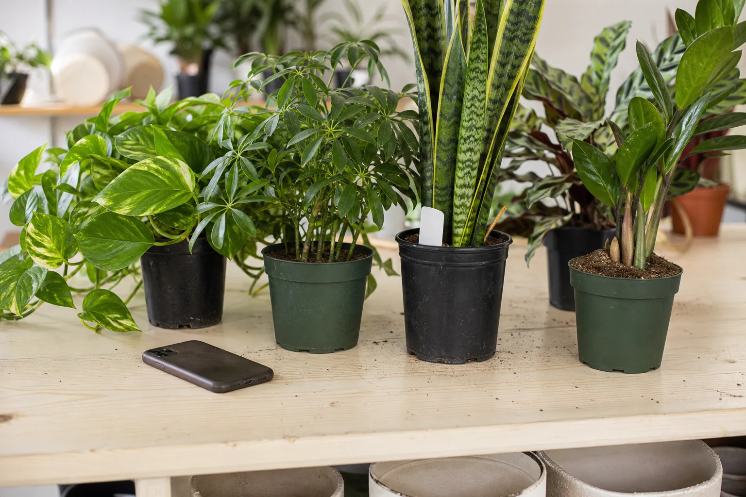 Common Mistakes Pet Owners Make With Houseplants for common mistakes pet owners make with houseplants