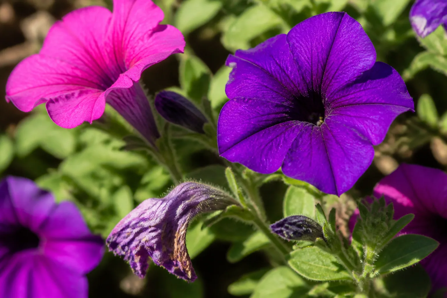 Fresh petunia flowers beside a faded spent bloom ready for removal