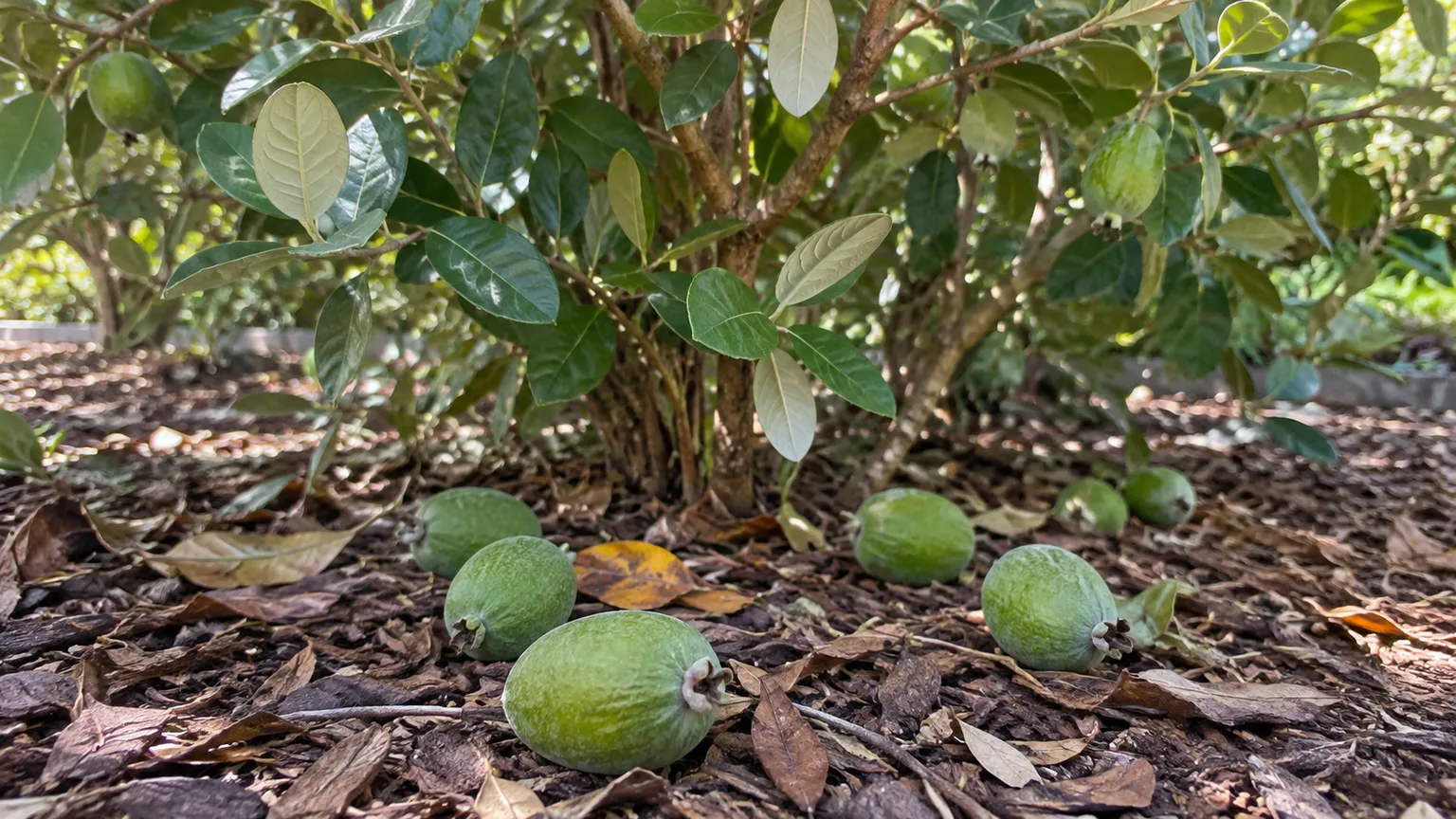 Naturally fallen green feijoa fruit beneath a pineapple guava shrub