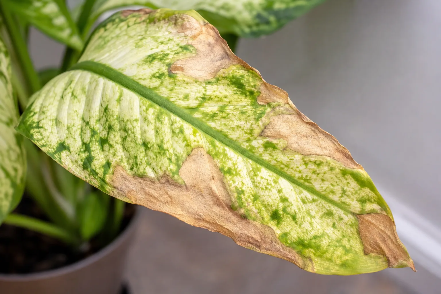 Close-up of a houseplant leaf with sunburn — bleached tissue between green veins
