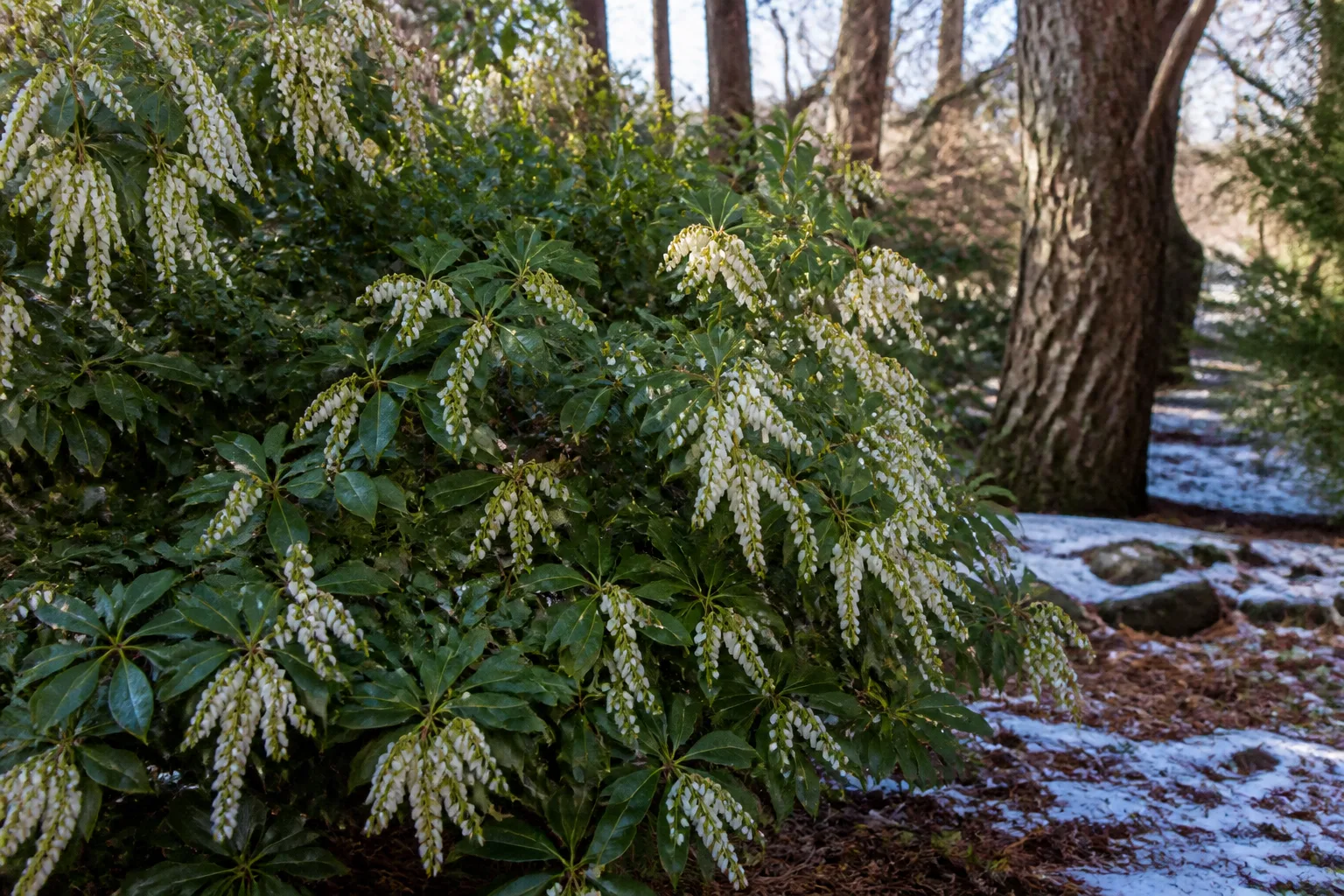 Pieris with white bell-shaped flowers in a winter woodland garden