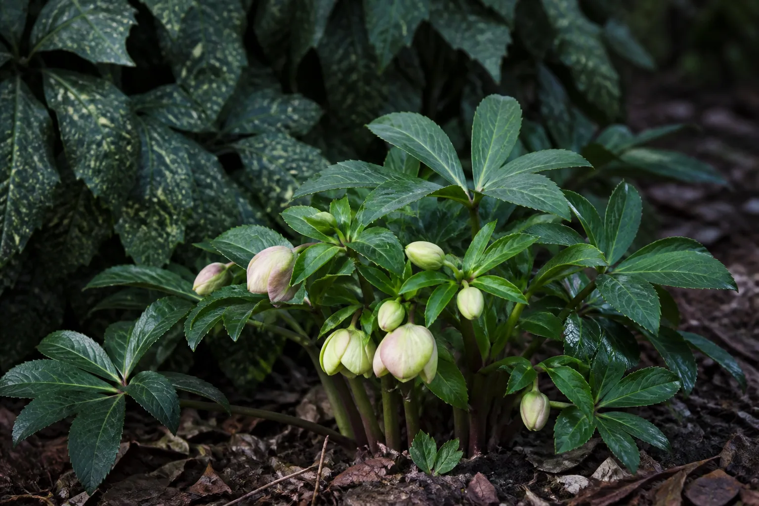 Hellebore blooms with cup-shaped flowers above leathery green foliage in early spring