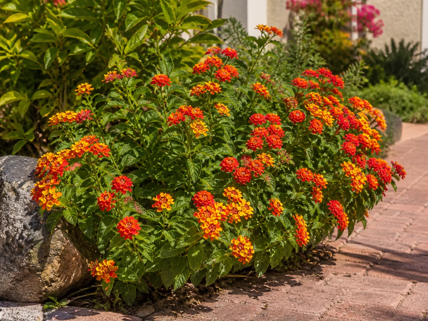 Lantana shrub with clusters of orange and yellow flowers in a warm-climate garden
