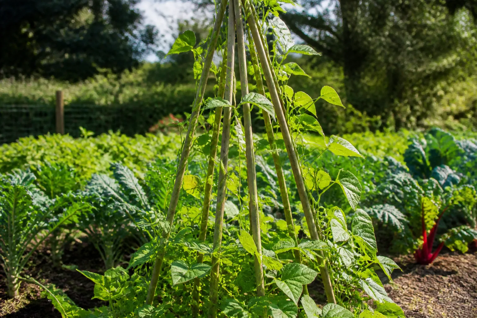 Garden plants supported by a simple teepee stake